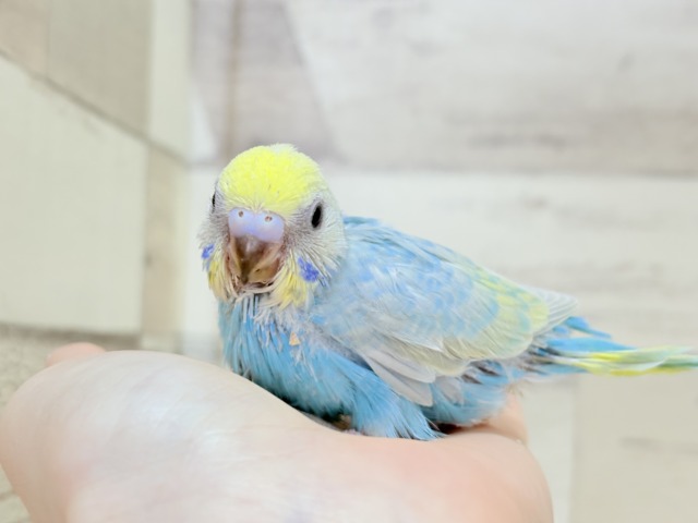 【最新画像更新🪄】手の上で落ち着きリラックス.*・゚セキセイインコ(パステルカラーレインボー) ヒナ セキセイインコ