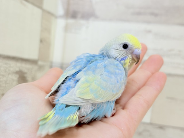 【最新画像更新🪄】手の上で落ち着きリラックス.*・゚セキセイインコ(パステルカラーレインボー) ヒナ セキセイインコ
