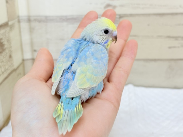 【最新画像更新🪄】手の上で落ち着きリラックス.*・゚セキセイインコ(パステルカラーレインボー) ヒナ セキセイインコ