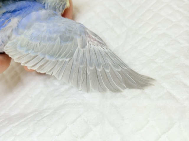 【最新画像更新🪄もうすぐひとり餌☆】うるうるおめめがたまらん可愛さっ💖💖セキセイインコ(パステルレインボー) ヒナ セキセイインコ