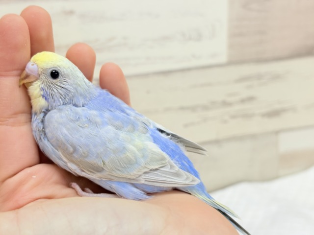 【最新画像更新🪄もうすぐひとり餌☆】うるうるおめめがたまらん可愛さっ💖💖セキセイインコ(パステルレインボー) ヒナ セキセイインコ