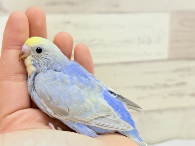 【最新画像更新🪄もうすぐひとり餌☆】うるうるおめめがたまらん可愛さっ💖💖セキセイインコ(パステルレインボー) ヒナ セキセイインコ