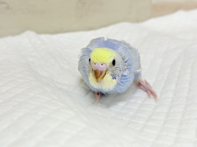【最新画像更新🪄もうすぐひとり餌☆】うるうるおめめがたまらん可愛さっ💖💖セキセイインコ(パステルレインボー) ヒナ セキセイインコ