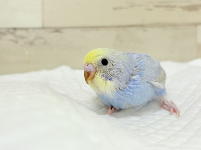 【最新画像更新🪄もうすぐひとり餌☆】うるうるおめめがたまらん可愛さっ💖💖セキセイインコ(パステルレインボー) ヒナ セキセイインコ