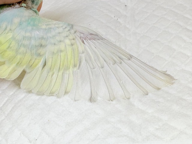 マイペースに大きくなろうねっ🐣🌸セキセイインコ(パステルカラーレインボースパングル) ヒナ セキセイインコ