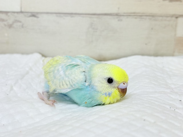 マイペースに大きくなろうねっ🐣🌸セキセイインコ(パステルカラーレインボースパングル) ヒナ セキセイインコ