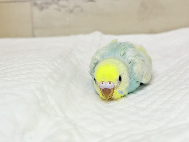 マイペースに大きくなろうねっ🐣🌸セキセイインコ(パステルカラーレインボースパングル) ヒナ セキセイインコ