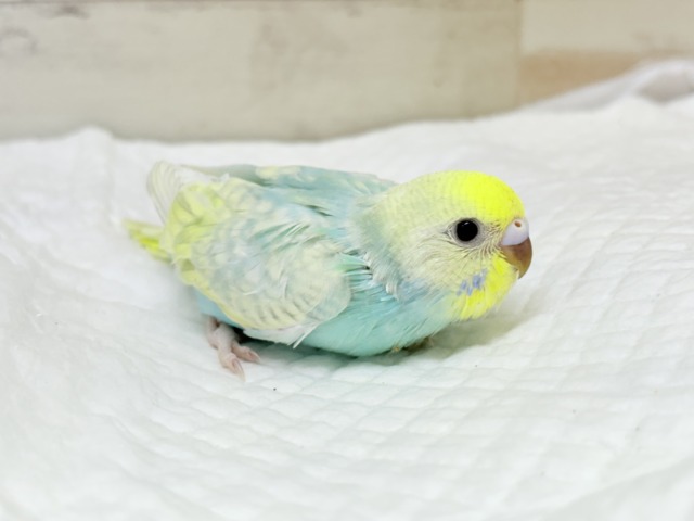 マイペースに大きくなろうねっ🐣🌸セキセイインコ(パステルカラーレインボースパングル) ヒナ セキセイインコ
