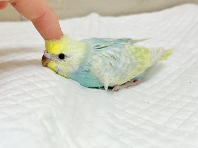 マイペースに大きくなろうねっ🐣🌸セキセイインコ(パステルカラーレインボースパングル) ヒナ セキセイインコ