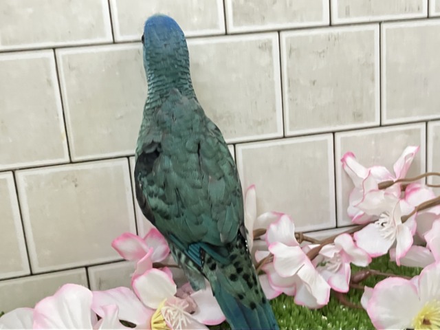 ✨最新画像✨爆裂荒波?!🌊はっちゃけピーポゥ!🚨🚓🚨サザナミインコ(ターコイズ/2026年3月生まれ) サザナミインコ