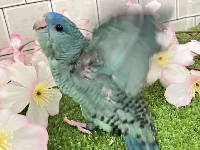 ✨最新画像✨爆裂荒波?!🌊はっちゃけピーポゥ!🚨🚓🚨サザナミインコ(ターコイズ/2026年3月生まれ) サザナミインコ