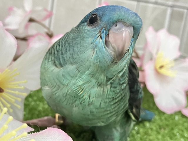 ✨最新画像✨爆裂荒波?!🌊はっちゃけピーポゥ!🚨🚓🚨サザナミインコ(ターコイズ/2026年3月生まれ) サザナミインコ
