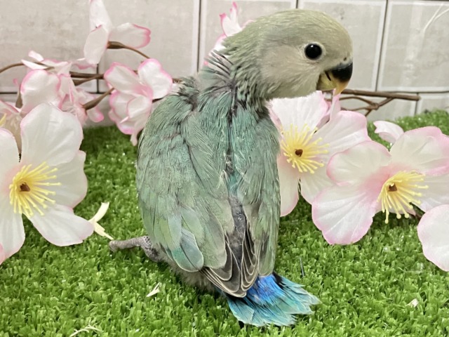 ✨最新画像✨ぎゅぎゅっとイチバン❕新茶だよ(꜆*ˊᵕˋ)꜆🍵コザクラインコ(シーグリーン/2026年3月生まれ) コザクラインコ(小桜インコ)