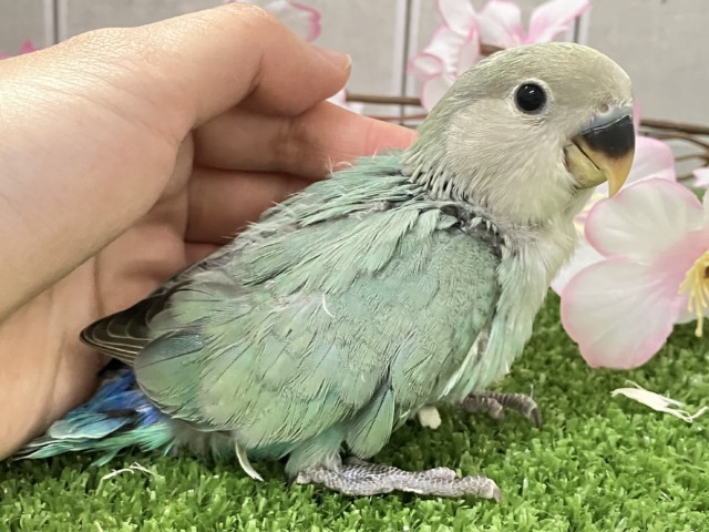 ✨最新画像✨ぎゅぎゅっとイチバン❕新茶だよ(꜆*ˊᵕˋ)꜆🍵コザクラインコ(シーグリーン/2026年3月生まれ) コザクラインコ(小桜インコ)