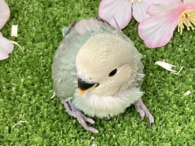 ✨最新画像✨ぎゅぎゅっとイチバン❕新茶だよ(꜆*ˊᵕˋ)꜆🍵コザクラインコ(シーグリーン/2026年3月生まれ) コザクラインコ(小桜インコ)