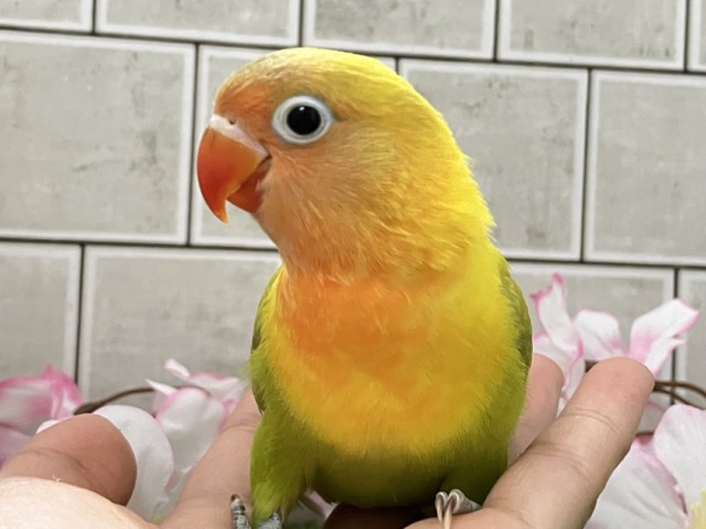 ✨最新画像✨春にパッチリ👀🌱⋆。ふきの╰( ╯˙-˙)╯トゥッ♪🌿 ボタンインコ(ヤマブキ/2026年3月生まれ) ヤマブキボタンインコ