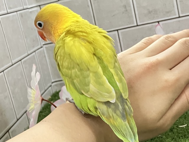 ✨最新画像✨春にパッチリ👀🌱⋆。ふきの╰( ╯˙-˙)╯トゥッ♪🌿 ボタンインコ(ヤマブキ/2026年3月生まれ) ヤマブキボタンインコ