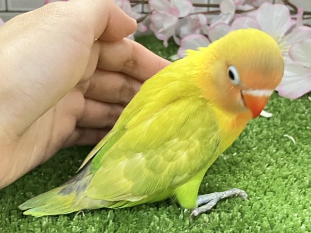✨最新画像✨春にパッチリ👀🌱⋆。ふきの╰( ╯˙-˙)╯トゥッ♪🌿 ボタンインコ(ヤマブキ/2026年3月生まれ) ヤマブキボタンインコ