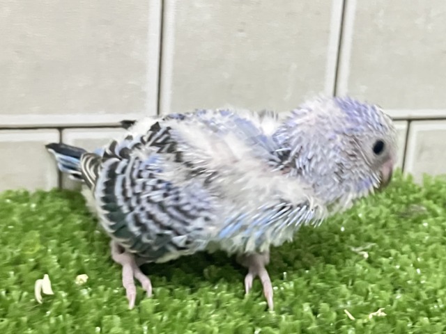ヒカリを浴びて🌟変身べりぃ🫐➿セキセイインコ(ブルーオパーリン/2026年3月生まれ) セキセイインコ