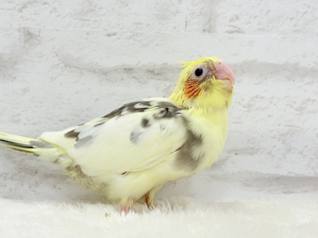 食べて寝て、ヒナ時期を満喫中~♩♩オカメインコ(パイド) ヒナ オカメインコ