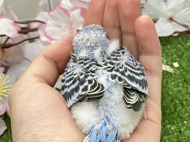 ヒカリを浴びて🌟変身べりぃ🫐➿セキセイインコ(ブルーオパーリン/2026年3月生まれ) セキセイインコ