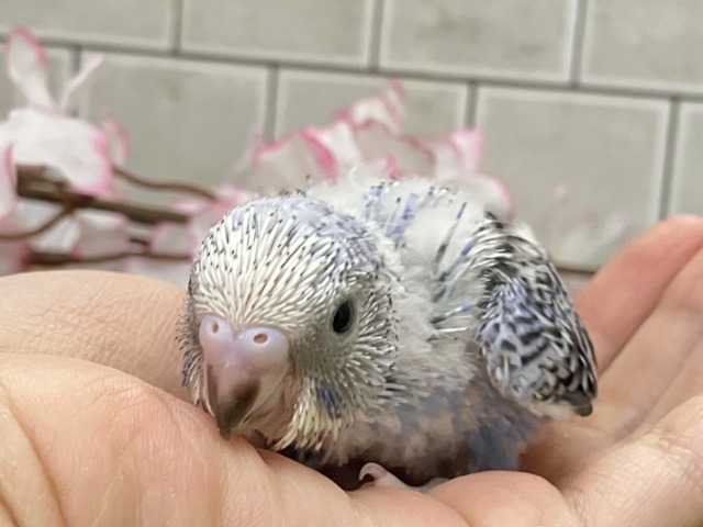 ヒカリを浴びて🌟変身べりぃ🫐➿セキセイインコ(ブルーオパーリン/2026年3月生まれ) セキセイインコ