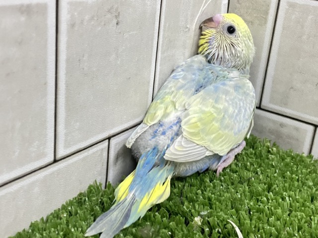 心に響く💕ライム&リリック🍋🟩~♬.*゚セキセイインコ(パステルレインボースパングル/2026年3月生まれ) セキセイインコ