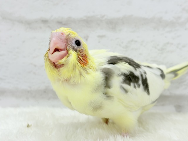 食べて寝て、ヒナ時期を満喫中~♩♩オカメインコ(パイド) ヒナ オカメインコ