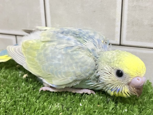心に響く💕ライム&リリック🍋🟩~♬.*゚セキセイインコ(パステルレインボースパングル/2026年3月生まれ) セキセイインコ