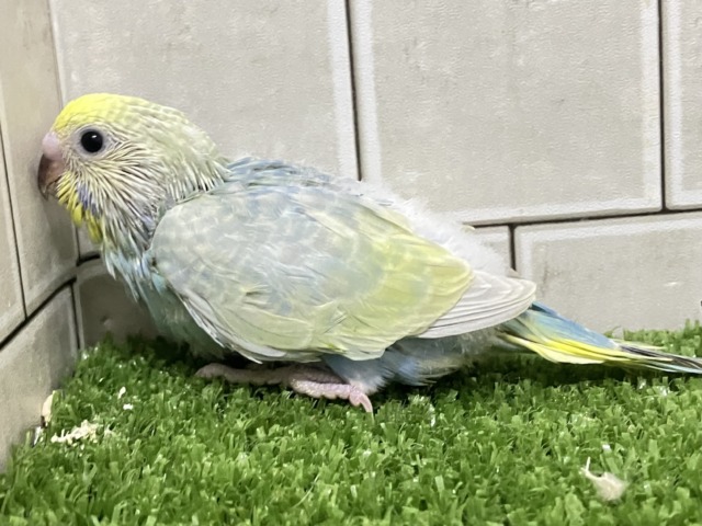 心に響く💕ライム&リリック🍋🟩~♬.*゚セキセイインコ(パステルレインボースパングル/2026年3月生まれ) セキセイインコ