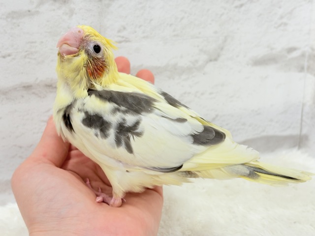 食べて寝て、ヒナ時期を満喫中~♩♩オカメインコ(パイド) ヒナ オカメインコ