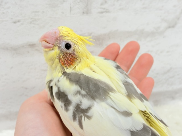 食べて寝て、ヒナ時期を満喫中~♩♩オカメインコ(パイド) ヒナ オカメインコ