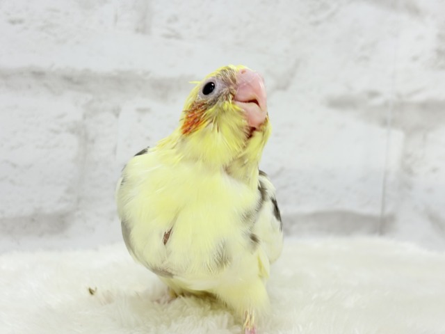 食べて寝て、ヒナ時期を満喫中~♩♩オカメインコ(パイド) ヒナ オカメインコ