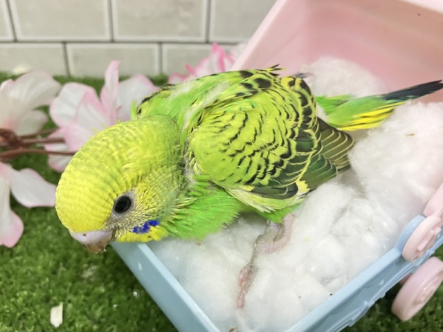 夜空を1滴💙🌙*.ぐり〜んあっぷる🍏💚セキセイインコ(グリーンオパーリン/2026年3月生まれ) セキセイインコ
