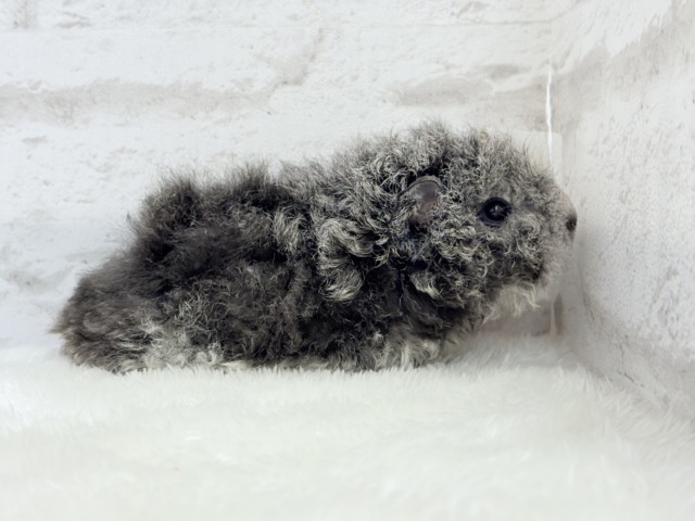 【最新画像更新🪄】ぬいぐるみみたいなもこもこちゃん🐹☁️テディモルモット(男の子) テディモルモット