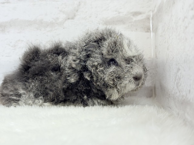 【最新画像更新🪄】ぬいぐるみみたいなもこもこちゃん🐹☁️テディモルモット(男の子) テディモルモット