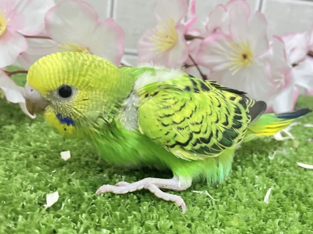 夜空を1滴💙🌙*.ぐり〜んあっぷる🍏💚セキセイインコ(グリーンオパーリン/2026年3月生まれ) セキセイインコ