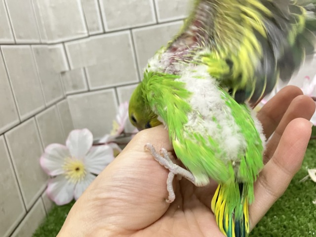 夜空を1滴💙🌙*.ぐり〜んあっぷる🍏💚セキセイインコ(グリーンオパーリン/2026年3月生まれ) セキセイインコ