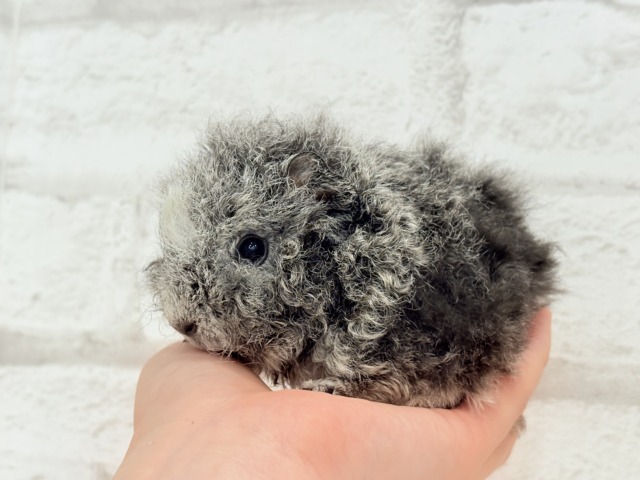 【最新画像更新🪄】ぬいぐるみみたいなもこもこちゃん🐹☁️テディモルモット(男の子) テディモルモット