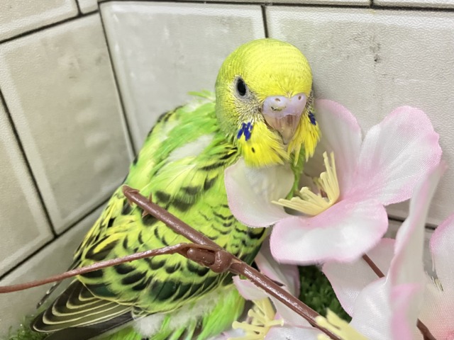 夜空を1滴💙🌙*.ぐり〜んあっぷる🍏💚セキセイインコ(グリーンオパーリン/2026年3月生まれ) セキセイインコ