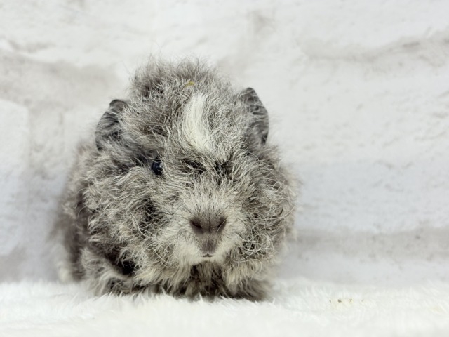 【最新画像更新🪄】ぬいぐるみみたいなもこもこちゃん🐹☁️テディモルモット(男の子) テディモルモット