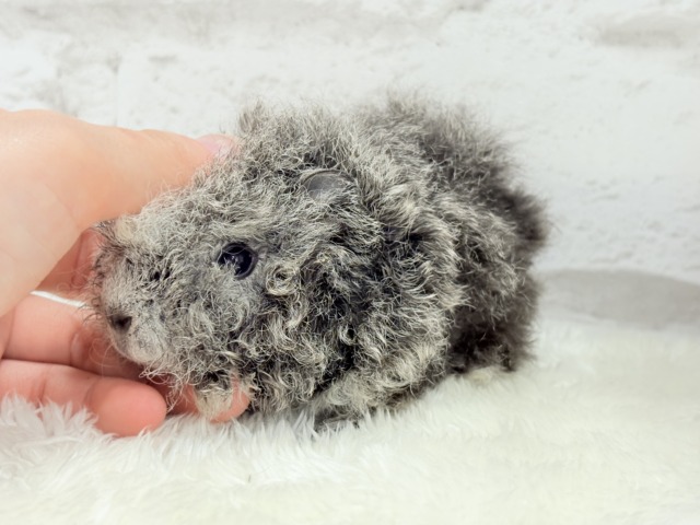 【最新画像更新🪄】ぬいぐるみみたいなもこもこちゃん🐹☁️テディモルモット(男の子) テディモルモット