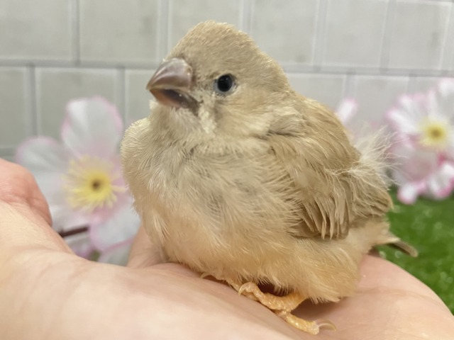 ✨最新画像✨あったか湯気が〜パッパパヤパヤ♨🎶ジャンボキンカチョウ(色変わり/2026年3月生まれ) ジャンボキンカチョウ