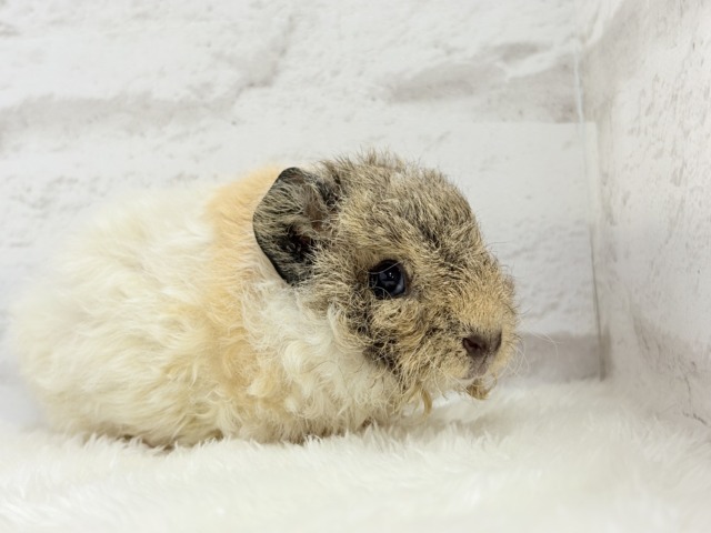 ふわもこでくるくる羊さん🐑🌿テディモルモット(男の子) テディモルモット