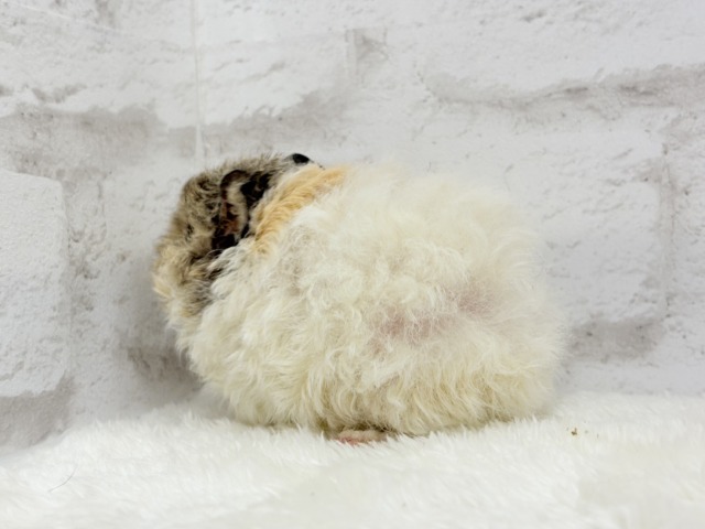 ふわもこでくるくる羊さん🐑🌿テディモルモット(男の子) テディモルモット