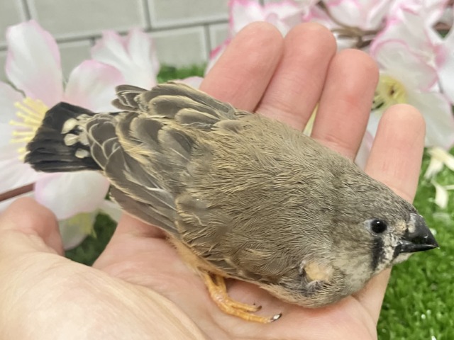 ✨最新画像✨人参アンヨで!🙂↕️にぃにぃ見参❕🥕ジャンボキンカチョウ(ノーマル/2026年3月生まれ) ジャンボキンカチョウ