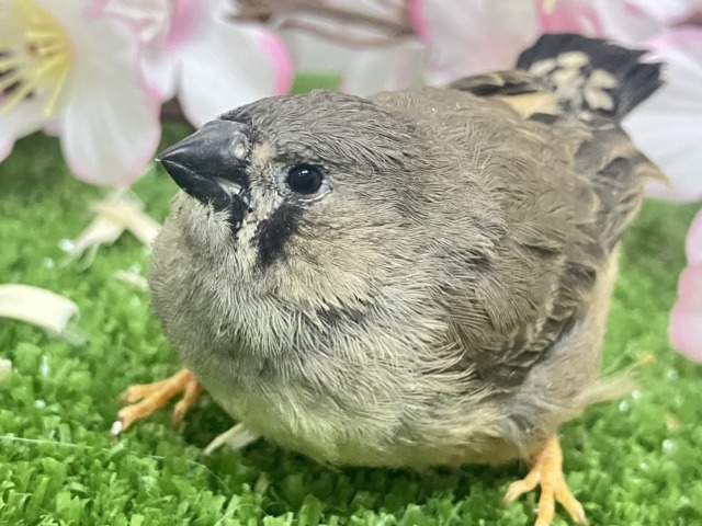 ✨最新画像✨人参アンヨで!🙂↕️にぃにぃ見参❕🥕ジャンボキンカチョウ(ノーマル/2026年3月生まれ) ジャンボキンカチョウ