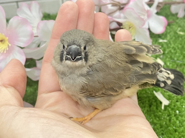 ✨最新画像✨人参アンヨで!🙂↕️にぃにぃ見参❕🥕ジャンボキンカチョウ(ノーマル/2026年3月生まれ) ジャンボキンカチョウ