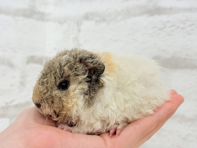 ふわもこでくるくる羊さん🐑🌿テディモルモット(男の子) テディモルモット