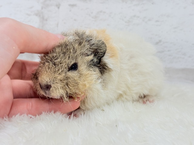 ふわもこでくるくる羊さん🐑🌿テディモルモット(男の子) テディモルモット
